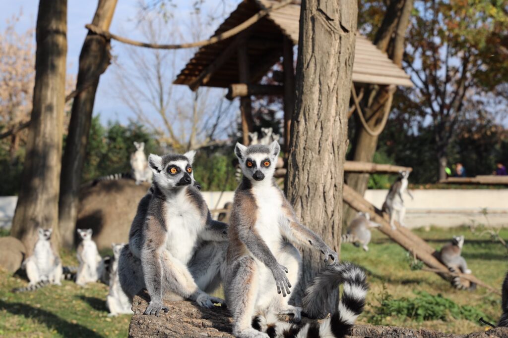 Bursa Büyükşehir Belediyesi, 2024-2025 eğitim döneminin ilk yarısını tamamlayıp, sömestr tatiline giren tüm öğrencilere ücretsiz hayvanat bahçesi gezisi hediye etti. Tüm ilkokul ve ortaokul öğrencileri yarıyıl tatili boyunca hayvanat bahçesini ücretsiz gezebilecek.