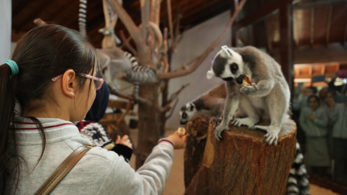 Bursa Büyükşehir Belediyesi, 2024-2025 eğitim döneminin ilk yarısını tamamlayıp, sömestr tatiline giren tüm öğrencilere ücretsiz hayvanat bahçesi gezisi hediye etti. Tüm ilkokul ve ortaokul öğrencileri yarıyıl tatili boyunca hayvanat bahçesini ücretsiz gezebilecek.