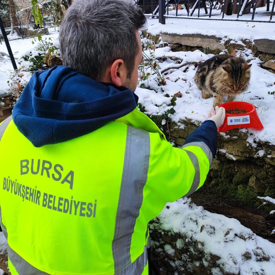 Bursa’da kar yağışı ile birlikte yiyecek bulma sıkıntısı çeken sokak hayvanlarının imdadına Büyükşehir Belediyesi yetişti. Ekipler, kentin farklı noktalarında sokak hayvanları için yiyecek dağıtımı yaptı.