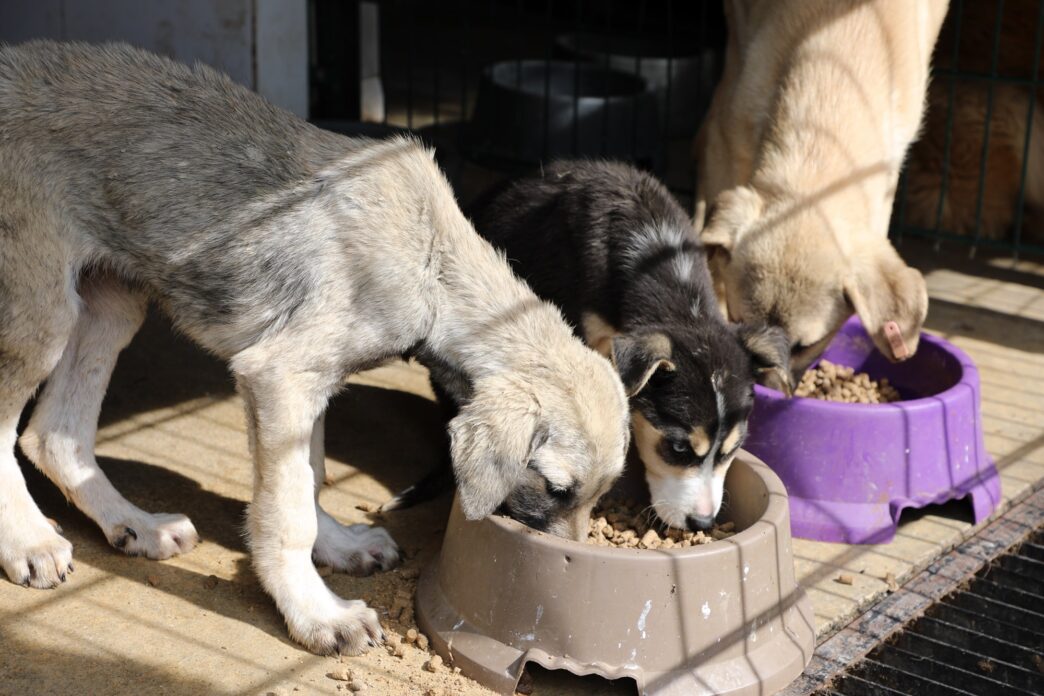 Mudanya Belediyesi’nin mama üretim tesisi sahipsiz hayvanların beslenme ihtiyacını karşılamak için kapasitesini artırdı. Tesis, hem barınakta tedavileri süren hem de sahiplendirilen hayvanlara destek sağlıyor.