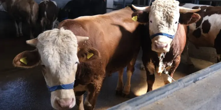 İnegöl Belediyesi Hayvan Pazarının Kotra İhale Tarihi Belli Oldu