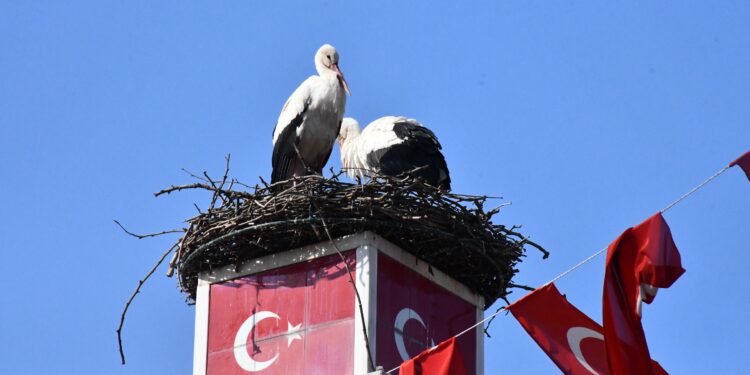 Can ve Canan Leylek Yeniden İznik’te