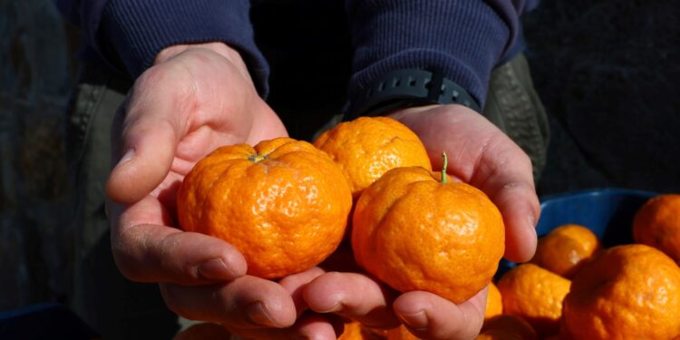 Mandalin Üreticisine 5 Milyon Kazanç 