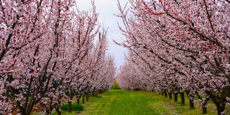 İznik Baharla Birlikte Çiçek Bahçesine Döndü