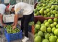 Bozdoğan İleği Kalitesi İle Öne  Çıkıyor