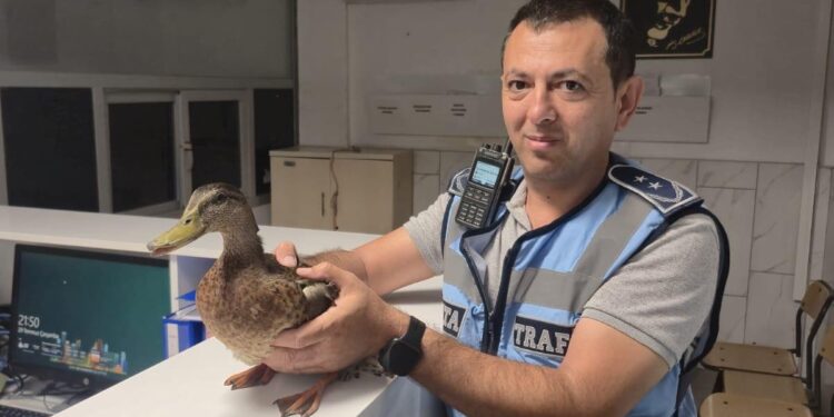 Trafiği Durdurup Ördeği Kurtardılar