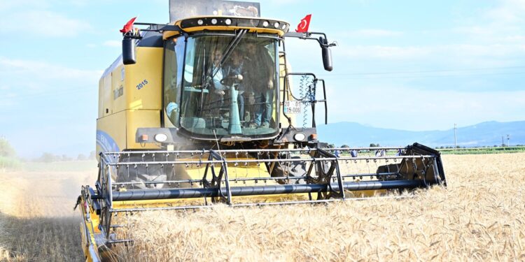 Acıpayam’da Bereket Hasadı! Vali Köşger Biçerdöver Direksiyonuna Geçti