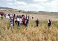 TOHUM DENİZLİ’DEN, HASAT AFYON’DAN!