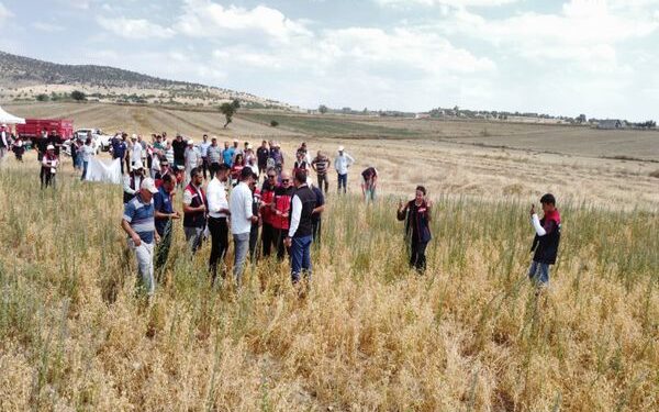 TOHUM DENİZLİ’DEN, HASAT AFYON’DAN!