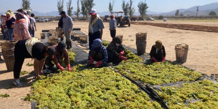 ÖZGÜR ÖZEL’DEN MANİSA’DA ÜZÜM ÜRETİCİSİNE DESTEK ÇAĞRISI