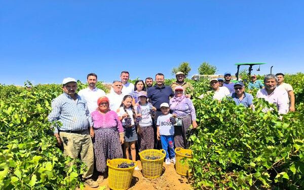 YENİ Parti’li Arpacı’dan üzüm fiyatına tepki: “Üreticinin şevki kırıldı, hevesi kalmadı”