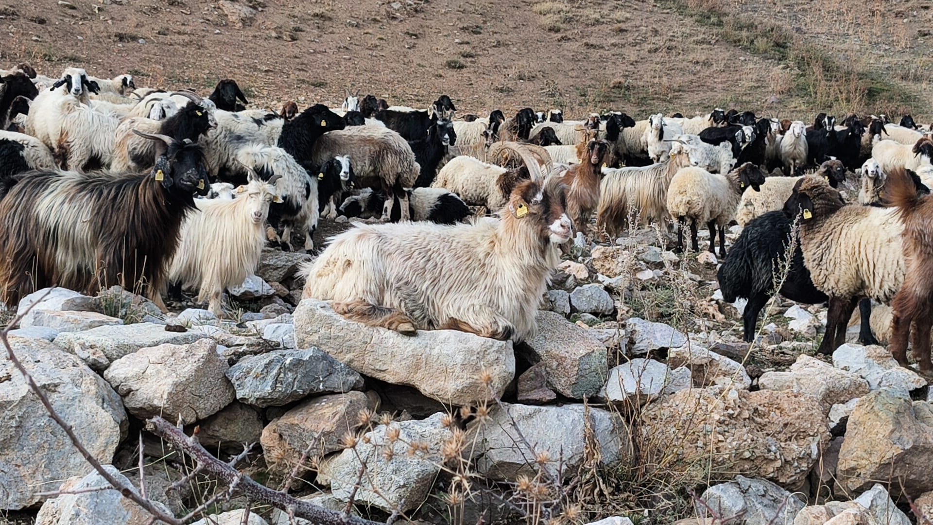 World Türk, Hakkari’nin 3 bin rakımlı yaylalarında Koçerlerin sesi oldu